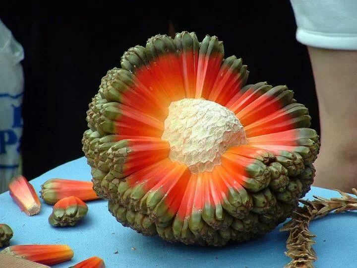 Hala fruit from hawai