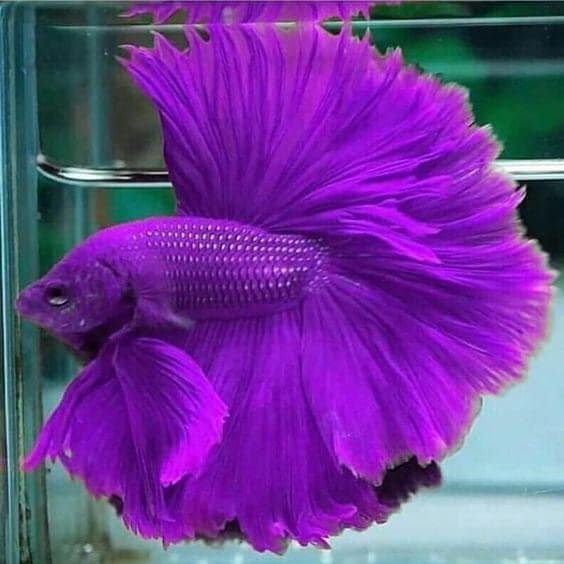Most Beautiful Betta Fish in the World | Odd Interesting